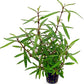 Potted Live Aquarium Plants | Freshwater Aquatic Plants for Aquariums (Hygrophila Araguaia)