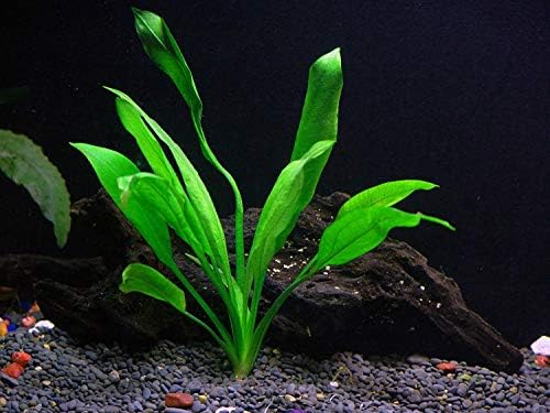 Potted Live Aquarium Plants | Freshwater Aquatic Plants for Aquariums (Amazon Sword - Echinodorus Bleheri)