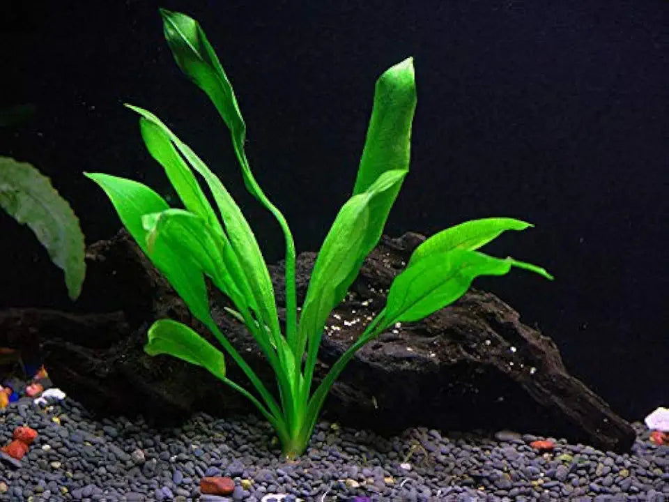 Rooted Live Aquarium Plant Bundle - 6 Easy Species | Snail Free Guaranteed