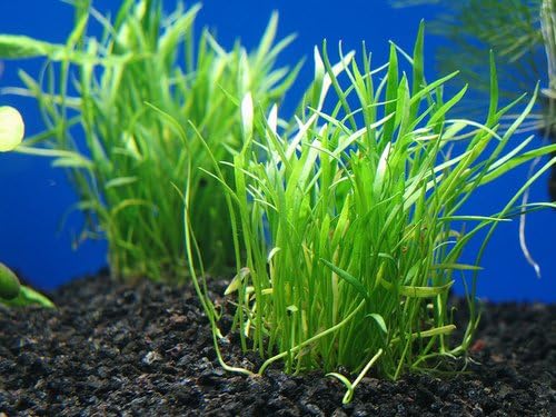 Foreground Potted Live Aquarium Plants | Freshwater Aquatic Plants for Aquariums (Potted Microsword)