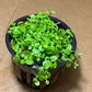 Potted Monte Carlo (Micranthemum) - Easy Carpet Aquarium Plant