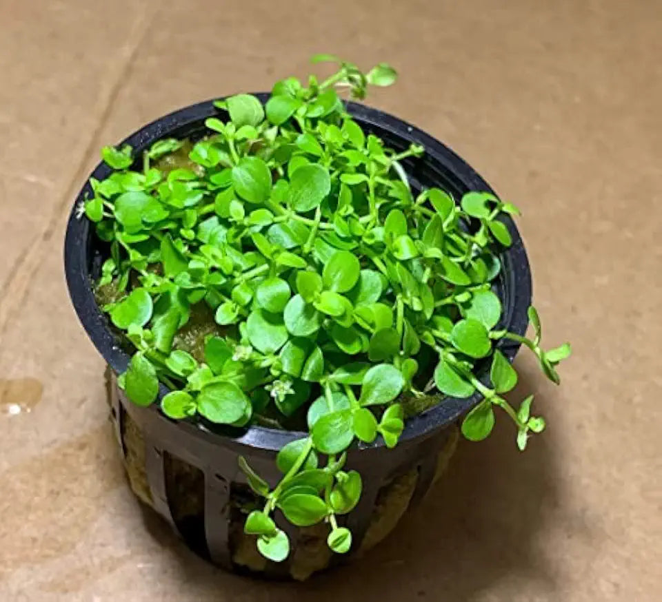 Potted Monte Carlo (Micranthemum) - Easy Carpet Aquarium Plant