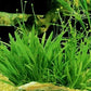 Potted Live Aquarium Plants | Freshwater Aquatic Plants for Aquariums (Potted Narrow Leaf Sword)