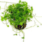 Potted Live Aquarium Plants | Freshwater Aquatic Plants for Aquariums (Hydrocotyle Tripartida)
