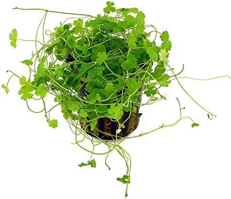 Potted Live Aquarium Plants | Freshwater Aquatic Plants for Aquariums (Hydrocotyle Tripartida)