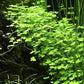 Hydrocotyle Tripartita - 1 Pot - Live Aquatic Plant
