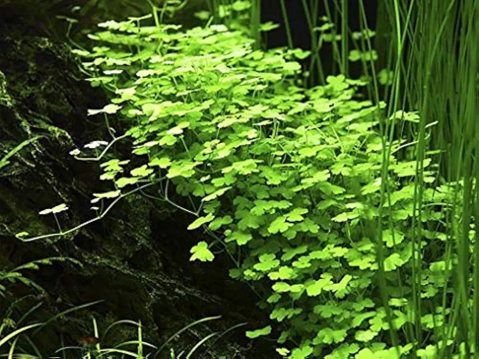 Hydrocotyle Tripartita - 1 Pot - Live Aquatic Plant