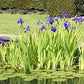 Louisiana Iris Bog Pond Plant - Black Gamecock - Dark Purple Louisiana Iris Marginal Pond Plant from AquaLeaf Aquatics