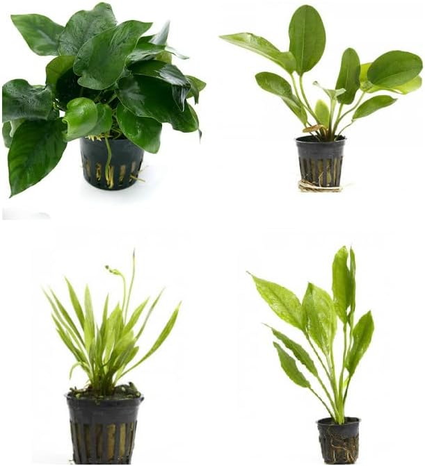 Potted Live Aquarium Plants Bundle - Easy and Snail Free Aquatic Plants (4 Pots)