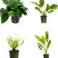 Potted Live Aquarium Plants Bundle - Easy and Snail Free Aquatic Plants (4 Pots)