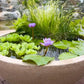 Floating Plants for Water Gardens and Ponds (Water Lettuce) (Water Lettuce, 3, Count)