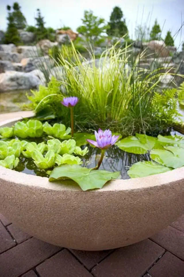Floating Plants for Water Gardens and Ponds (Water Lettuce) (Water Lettuce, 3, Count)