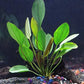 Cichlid Live Aquarium Plants Bundle