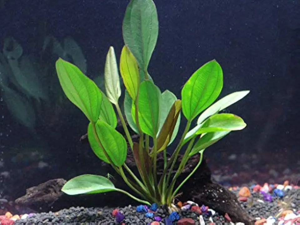 Cichlid Live Aquarium Plants Bundle