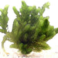 3 Pond Plants Bundle - Water Lettuce, Water Hyancinth and Hornwort