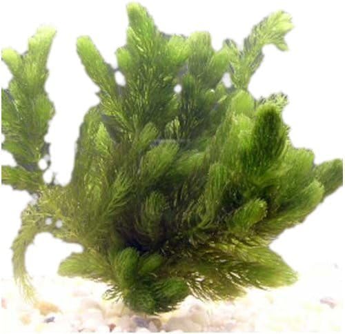 3 Pond Plants Bundle - Water Lettuce, Water Hyancinth and Hornwort