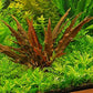 Foreground Potted Live Aquarium Plants | Freshwater Aquatic Plants for Aquariums (Cryptocoryne Red, 1)
