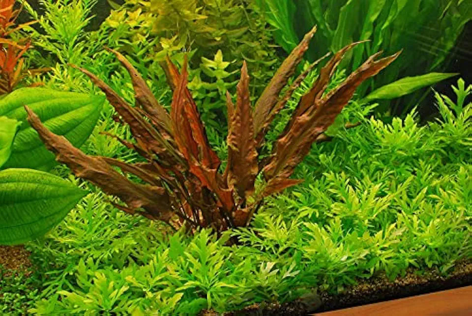 Foreground Potted Live Aquarium Plants | Freshwater Aquatic Plants for Aquariums (Cryptocoryne Red, 1)