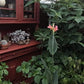 Pink Canna - Months of Flowers for Ponds!