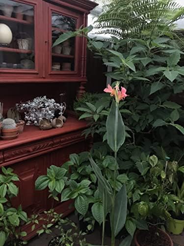 Pink Canna - Months of Flowers for Ponds!