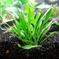 Foreground Potted Live Aquarium Plants | Freshwater Aquatic Plants for Aquariums (Potted Cryptocoryne Parva)