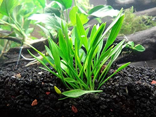 Foreground Potted Live Aquarium Plants | Freshwater Aquatic Plants for Aquariums (Potted Cryptocoryne Parva)
