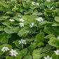 Floating Plants for Water Gardens and Ponds (Water Snowflake)