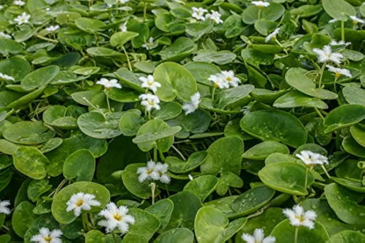 Floating Plants for Water Gardens and Ponds (Water Snowflake)