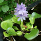 3 Water Hyacinth (Eichhornia crassipes) - Floating Live Pond Plants