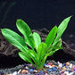 Rosette Sword - Echinodorus parviflorus - Beginner Tropical Live Aquarium Plant