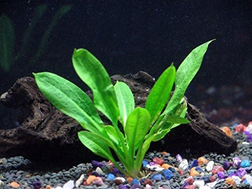 Rosette Sword - Echinodorus parviflorus - Beginner Tropical Live Aquarium Plant