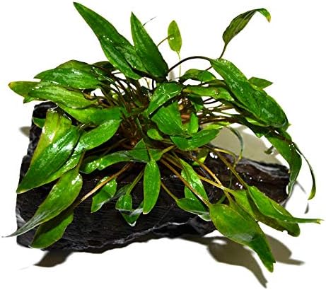 Cryptocoryne Wendtii Green on Driftwood (4-5 Inches)