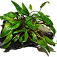 Cryptocoryne Wendtii Green on Driftwood (4-5 Inches)