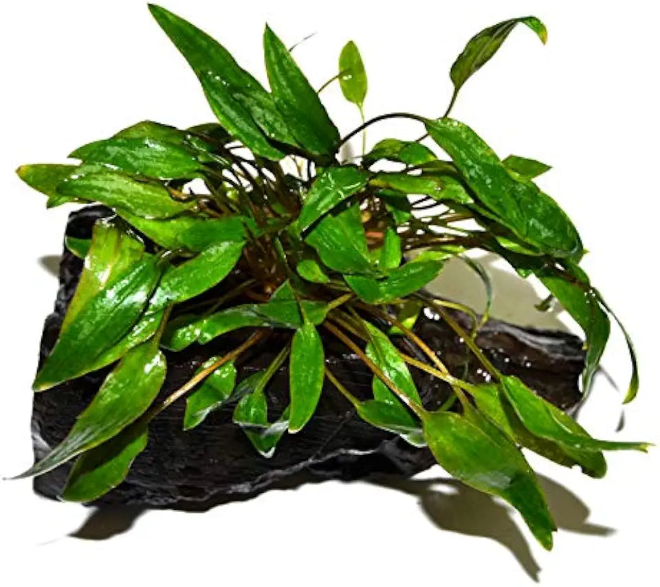 Cryptocoryne Wendtii Green on Driftwood (4-5 Inches)