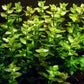 Bacopa Caroliniana Live Aquatic Plants Bundle (3 Pack) for Freshwater Aquariums