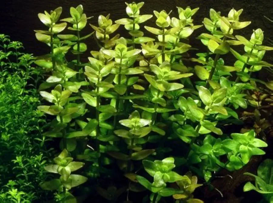 Bacopa Caroliniana Live Aquatic Plants Bundle (3 Pack) for Freshwater Aquariums
