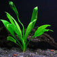 4 Species Aquarium Plants Package - Java Fern (Microsorum), Hornwort (Ceratophyllum demersum), Amazon Sword (Echinodorus), and Moneywort (Bacopa Monniery)
