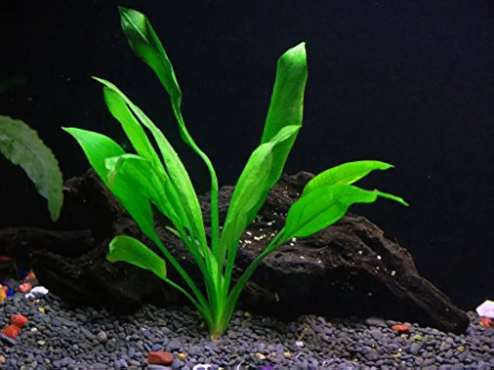 6 Plant Species Live Aquatic Plants Package - Microsorum Java Fern, Amazon, Moneywort and More!