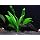 Easy Live Aquarium Plants Package - 4 Kinds - Anacharis, Amazon and More!