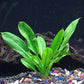 Rosette Sword - Echinodorus parviflorus - Beginner Tropical Live Aquarium Plant