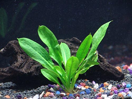 Rosette Sword - Echinodorus parviflorus - Beginner Tropical Live Aquarium Plant