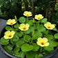 Golden Water Poppies (Hydrocleys Nymphoides) - Easy Live Pond Plants