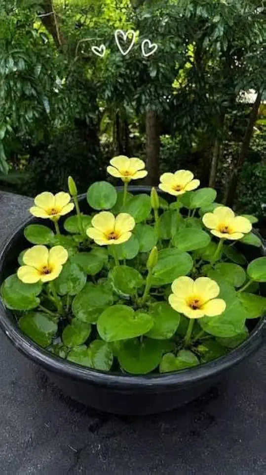 Golden Water Poppies (Hydrocleys Nymphoides) - Easy Live Pond Plants