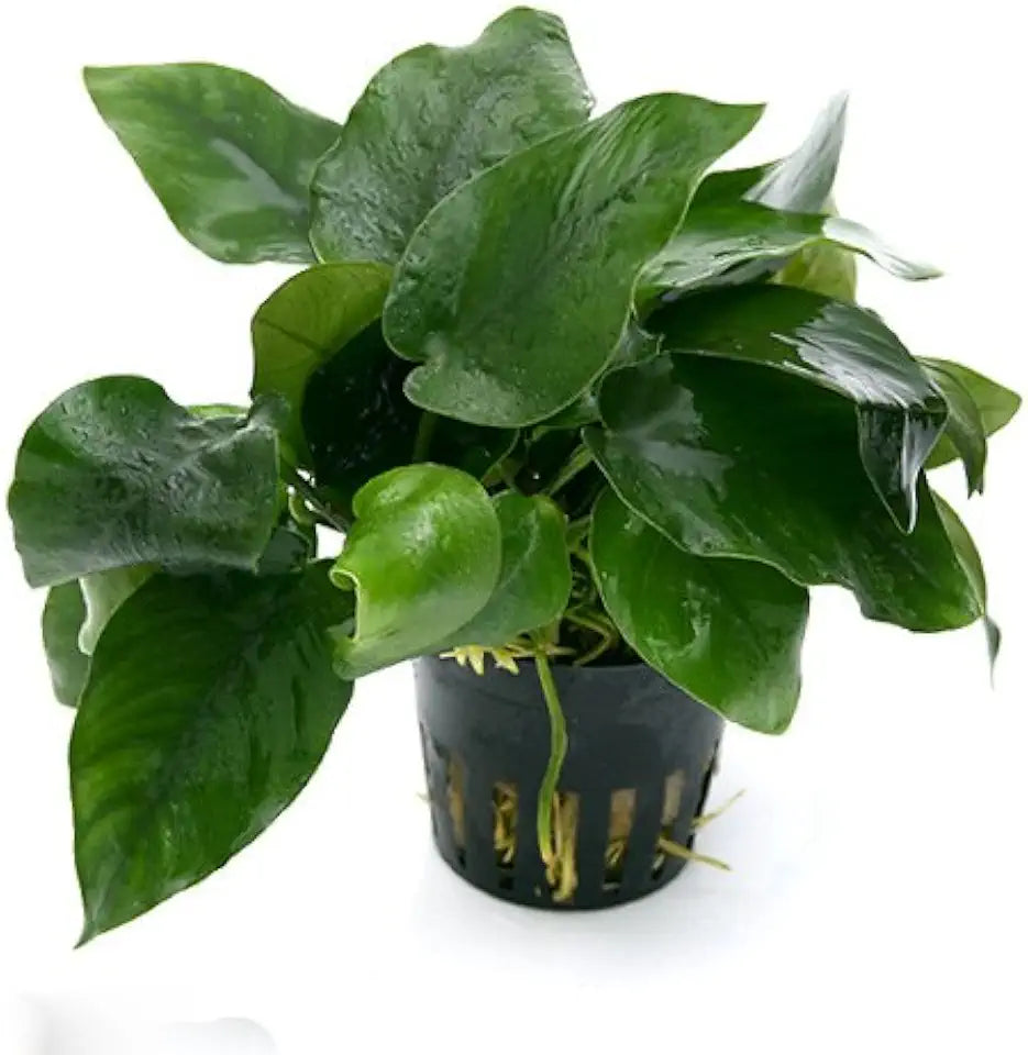 4 Potted Live Aquarium Plants Bundle - Anubia, Amazon Sword, Kleiner Bar, Narrow Leaf