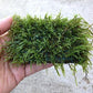 Java Moss on 3 x 3 mat - Foreground Carpet Aquarium Plant