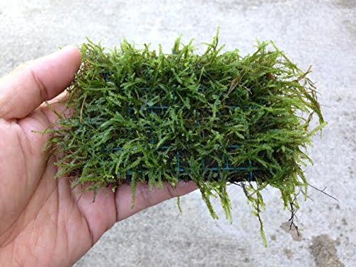 Java Moss on 3 x 3 mat - Foreground Carpet Aquarium Plant