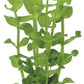 Potted Live Aquarium Plants | Freshwater Aquatic Plants for Aquariums (Moneywort)