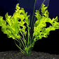 Aquatic Plant Bulbs - for Aquariums with temperatures Under 72F (Ulvaceus Apogoneton Bulb)