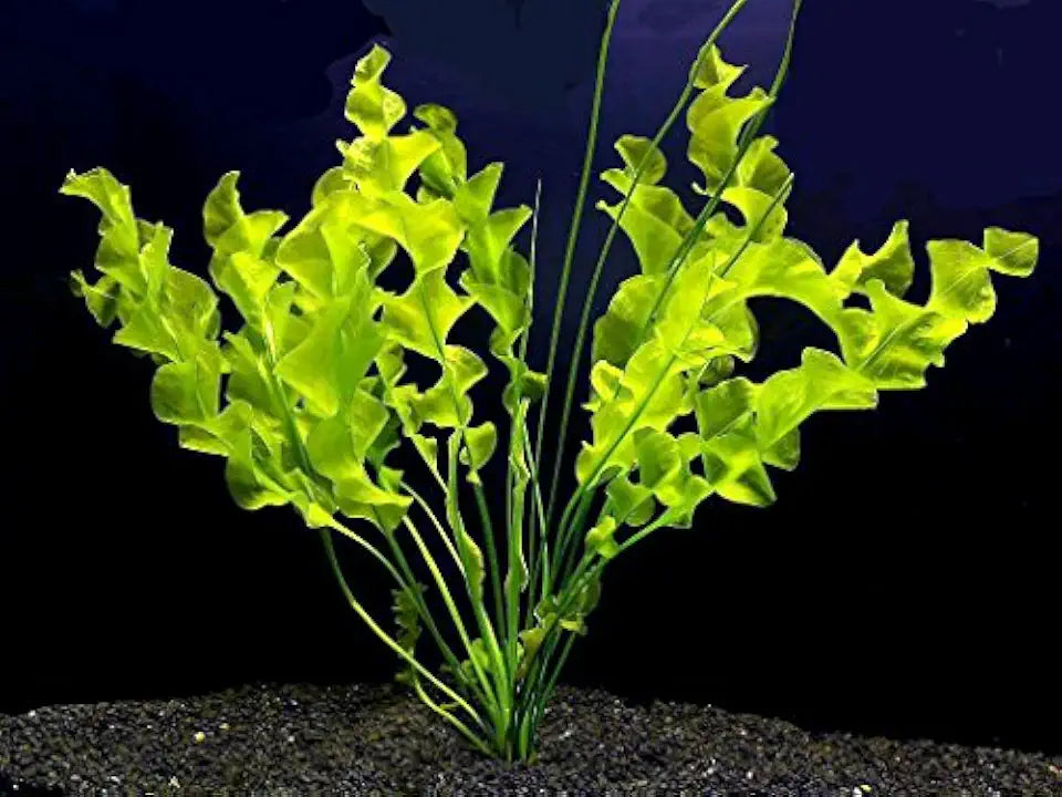 Aquatic Plant Bulbs - for Aquariums with temperatures Under 72F (Ulvaceus Apogoneton Bulb)