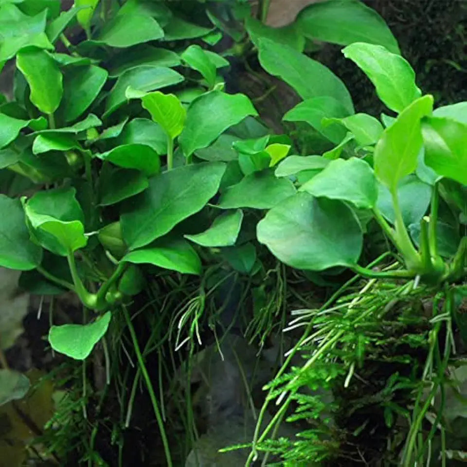 Potted Anubias Plants | Live Freshwater Aquatic Plants for Aquariums and Terrariums - Low Light, Low Maintenance Plants. (Potted Anubias Petite)